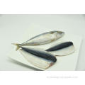 Замороженная BQF Mackerel Size 200-300G 300-500G с 5%глазурь